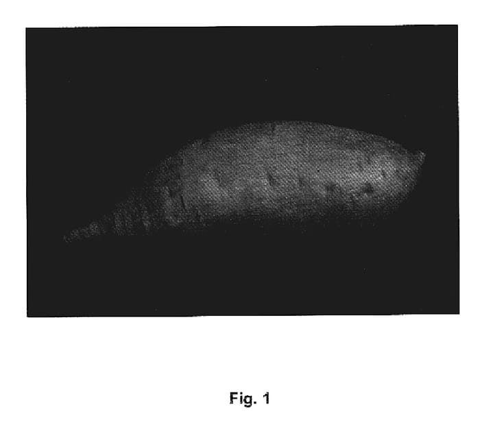 Figure 1 of US plant patent PP19710, the photograph of Evangeline printed in the patent.