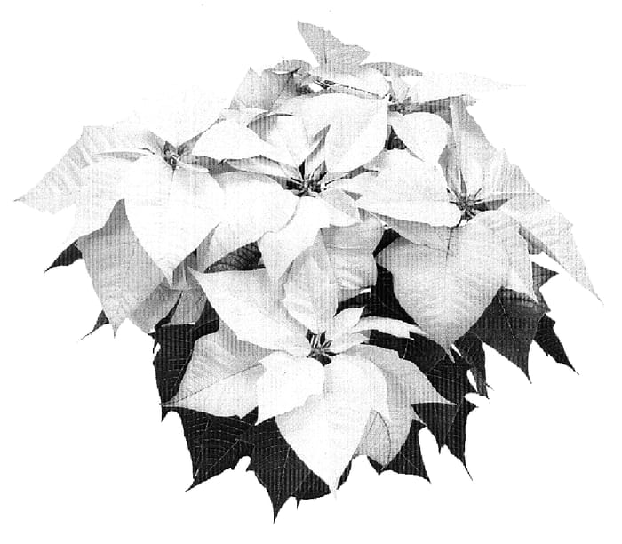 Figure 1 of US plant patent PP19711, the photograph of ATN VW7 printed in the patent.