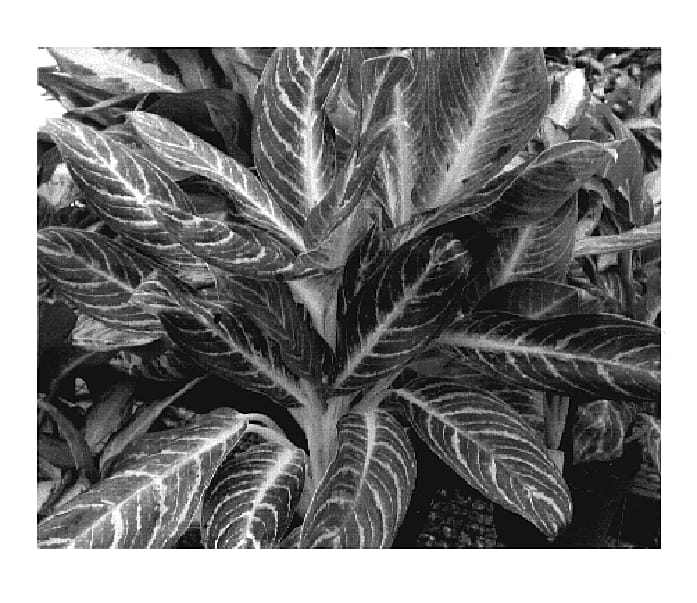 Figure 1 of US plant patent PP19712, the photograph of UF25712KL printed in the patent.