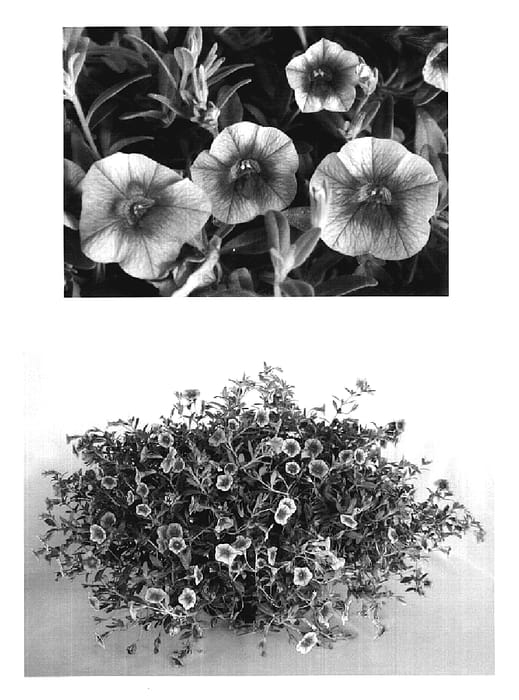 Figure 1 of US plant patent PP19713, the photograph of USCALI413-11 printed in the patent.