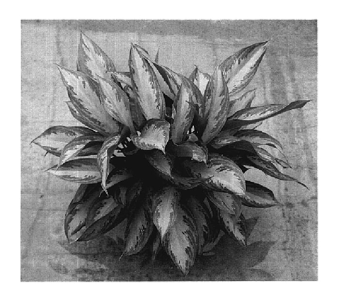 Figure 1 of US plant patent PP19714, the photograph of UFSB2 printed in the patent.