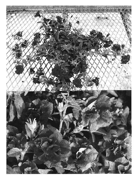 Figure 1 of US plant patent PP19715, the photograph of Narupetu Double Apple printed in the patent.