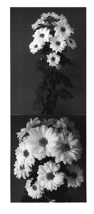 Figure 1 of US plant patent PP19716, the photograph of Deksnowflake printed in the patent.