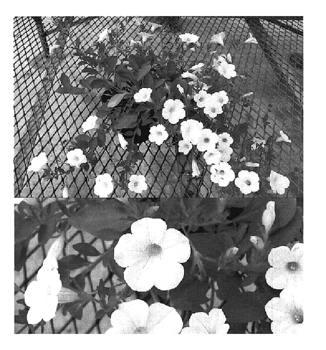 Figure 1 of US plant patent PP19717, the photograph of Sunsurfhomi printed in the patent.