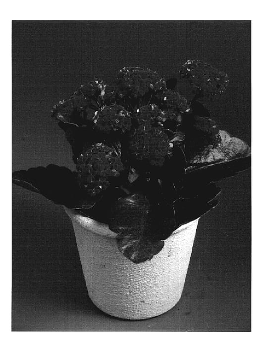 Figure 1 of US plant patent PP19718, the photograph of Megan printed in the patent.