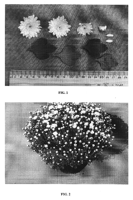 Figure 1 of US plant patent PP19719, the photograph of Fasno Yellow printed in the patent.