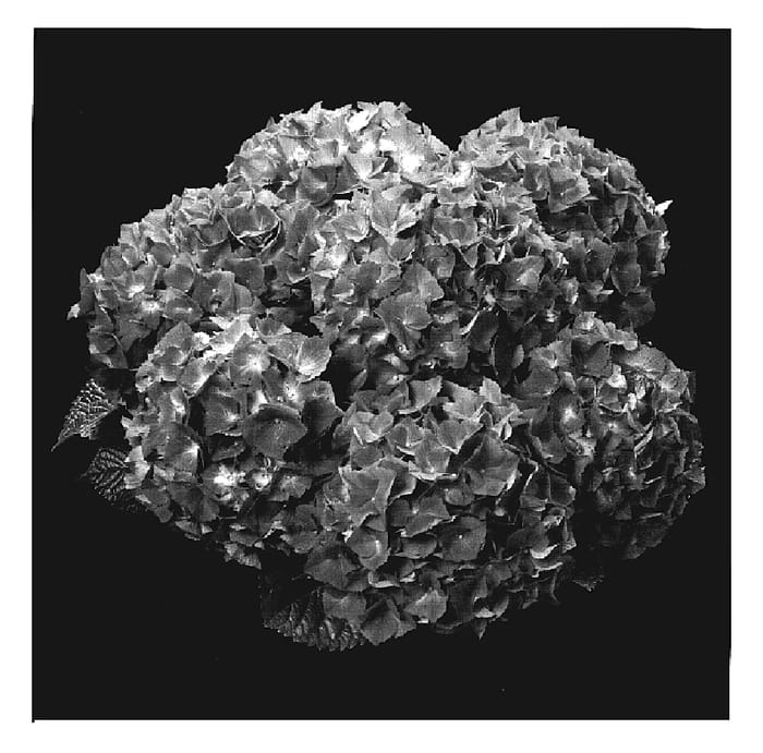 Figure 1 of US plant patent PP19720, the photograph of Agrihydratwee printed in the patent.