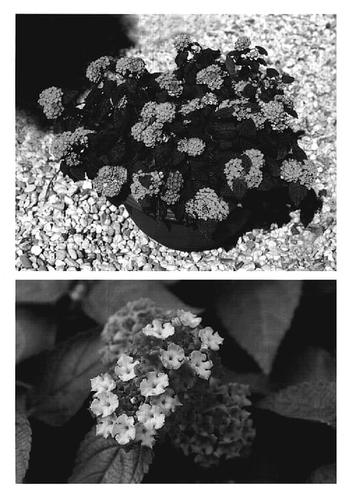 Figure 1 of US plant patent PP19721, the photograph of Weslamo printed in the patent.