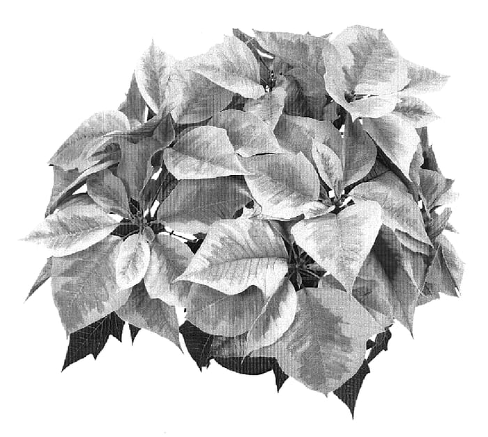 Figure 1 of US plant patent PP19723, the photograph of ATN VM7 printed in the patent.