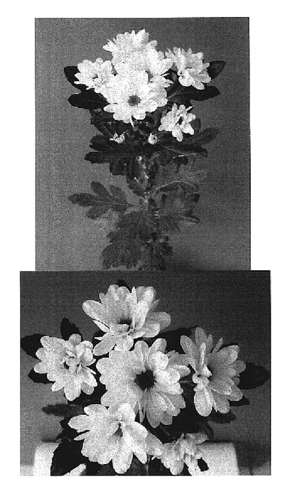 Figure 1 of US plant patent PP19724, the photograph of Dekorlina printed in the patent.
