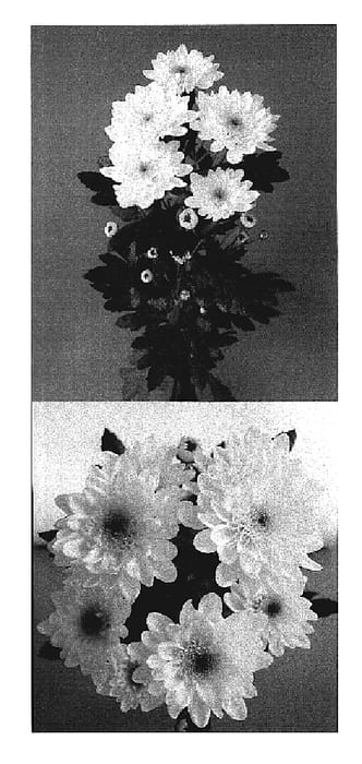 Figure 1 of US plant patent PP19725, the photograph of Mona Lisa Sunny printed in the patent.