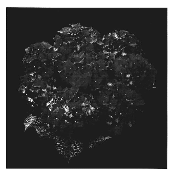 Figure 1 of US plant patent PP19726, the photograph of Agrihydradrie printed in the patent.