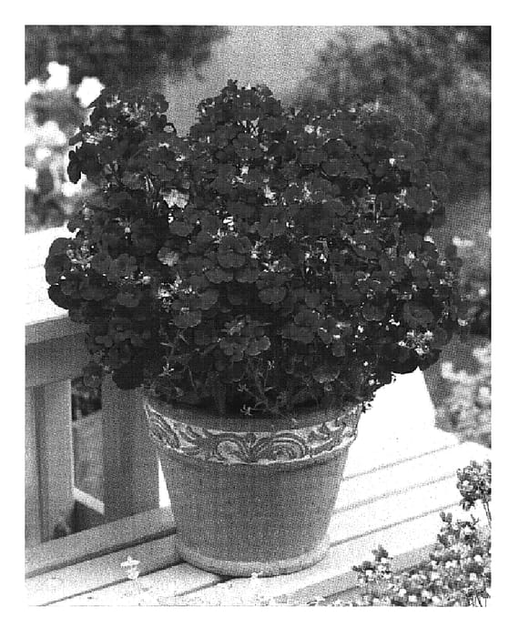 Figure 1 of US plant patent PP19727, the photograph of Wesneche printed in the patent.