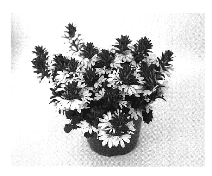 Figure 1 of US plant patent PP19728, the photograph of Wesscaetowhi printed in the patent.