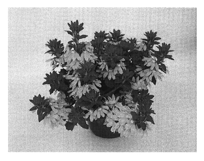 Figure 1 of US plant patent PP19729, the photograph of Wesscaetopi printed in the patent.