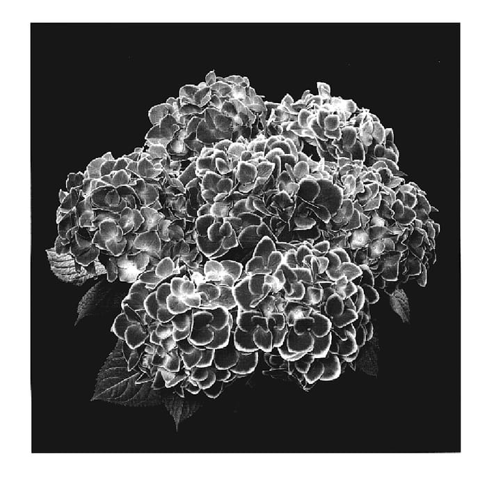 Figure 1 of US plant patent PP19730, the photograph of Agrihydraeen printed in the patent.
