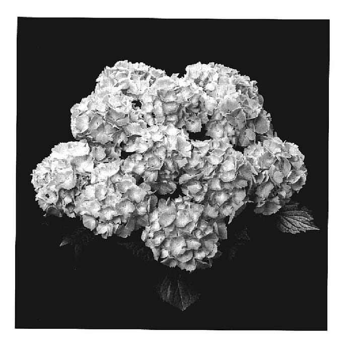 Figure 1 of US plant patent PP19731, the photograph of Agrihydravijf printed in the patent.