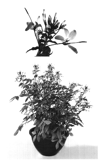 Figure 1 of US plant patent PP19733, the photograph of Inncleosr printed in the patent.