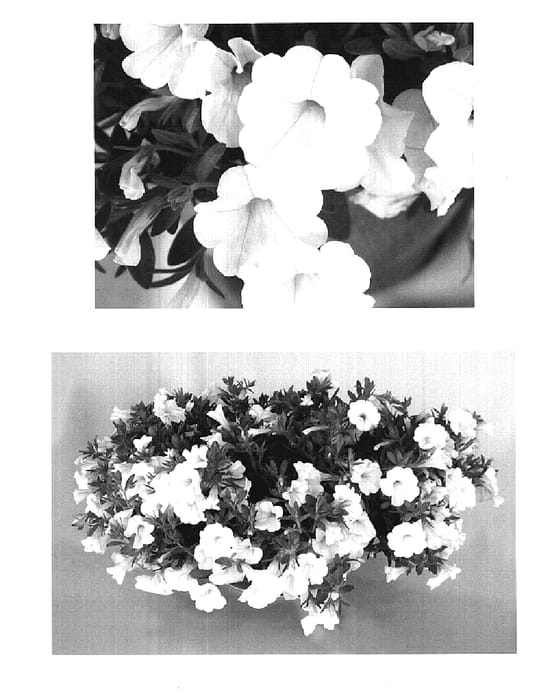 Figure 1 of US plant patent PP19734, the photograph of USCALI386-2 printed in the patent.