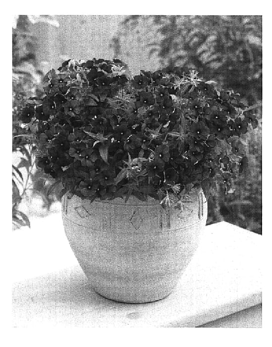 Figure 1 of US plant patent PP19735, the photograph of Wespovio printed in the patent.