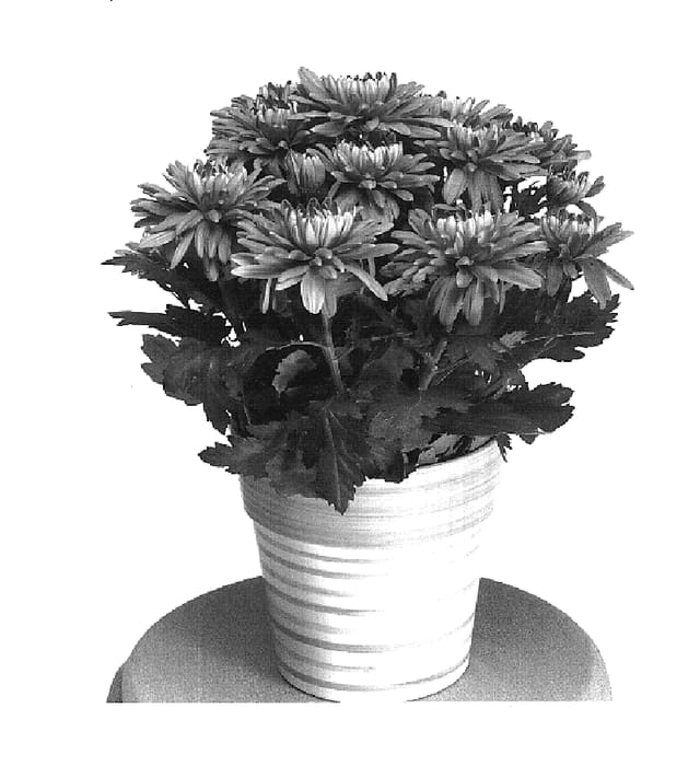 Figure 1 of US plant patent PP19736, the photograph of Yodurango printed in the patent.