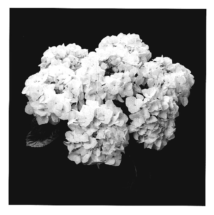 Figure 1 of US plant patent PP19737, the photograph of Agrihydrazeven printed in the patent.