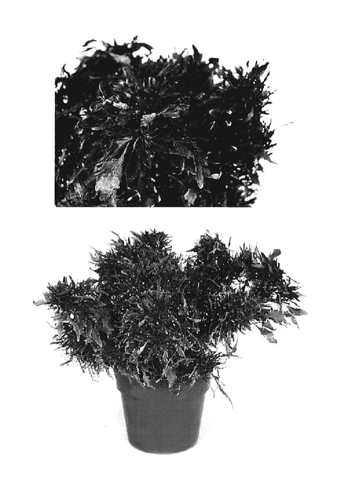 Figure 1 of US plant patent PP19738, the photograph of Sizzle Scissors printed in the patent.