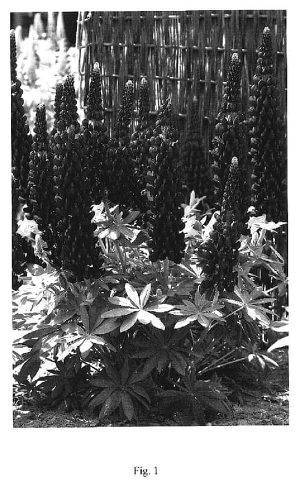 Figure 1 of US plant patent PP19739, the photograph of Masterpiece printed in the patent.