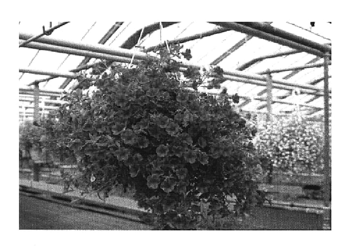 Figure 1 of US plant patent PP19740, the photograph of Wescastpur printed in the patent.