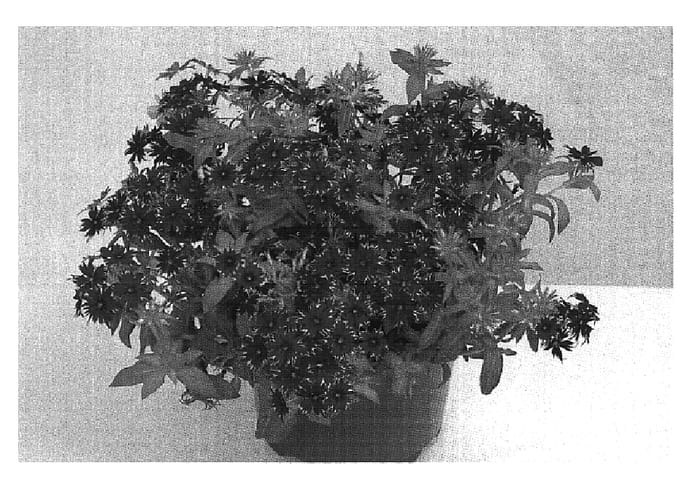 Figure 1 of US plant patent PP19741, the photograph of Wespofu printed in the patent.