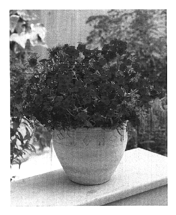 Figure 1 of US plant patent PP19742, the photograph of Wespohopi printed in the patent.