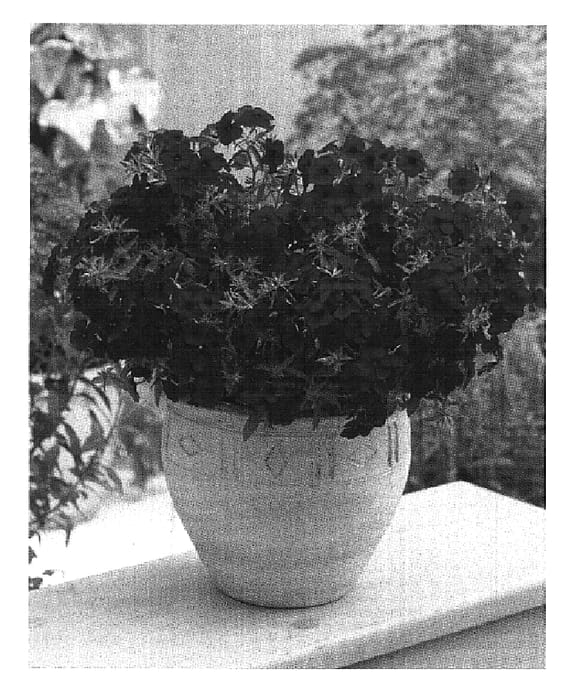 Figure 1 of US plant patent PP19743, the photograph of Wespore printed in the patent.