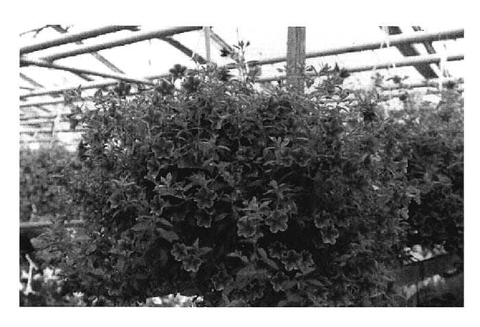 Figure 1 of US plant patent PP19744, the photograph of Wescastpi printed in the patent.