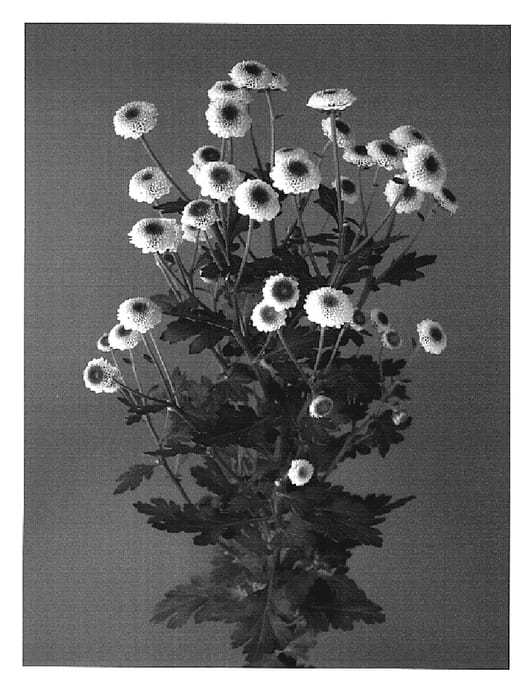 Figure 1 of US plant patent PP19745, the photograph of Dekcadena printed in the patent.