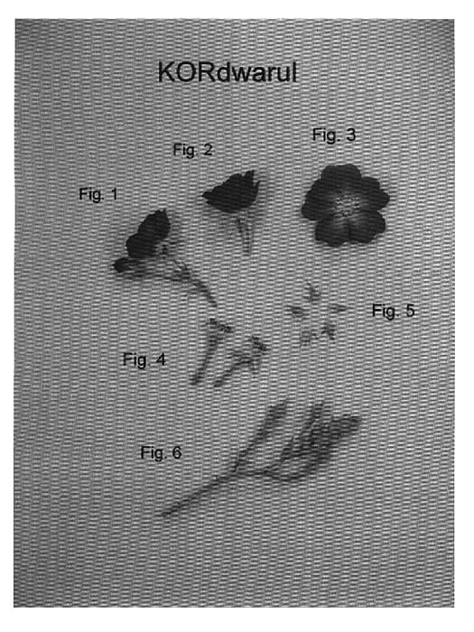 Figure 1 of US plant patent PP19746, the photograph of KORdwarul printed in the patent.
