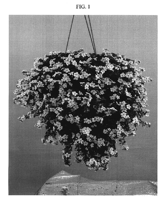 Figure 1 of US plant patent PP19747, the photograph of DANCOP25 printed in the patent.