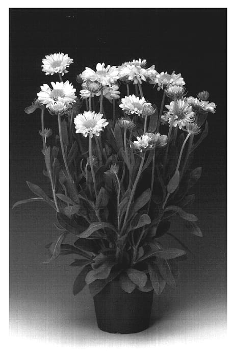 Figure 1 of US plant patent PP19748, the photograph of granyel printed in the patent.