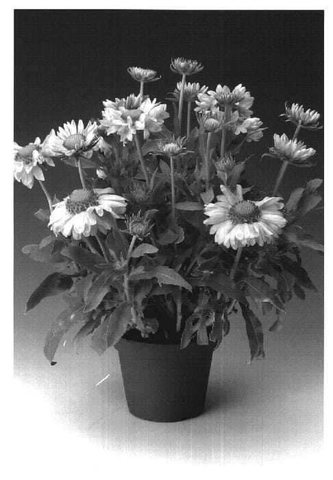 Figure 1 of US plant patent PP19749, the photograph of Granoran printed in the patent.