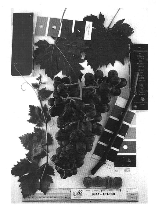 Figure 1 of US plant patent PP19750, the photograph of Sugrathirtyfour printed in the patent.