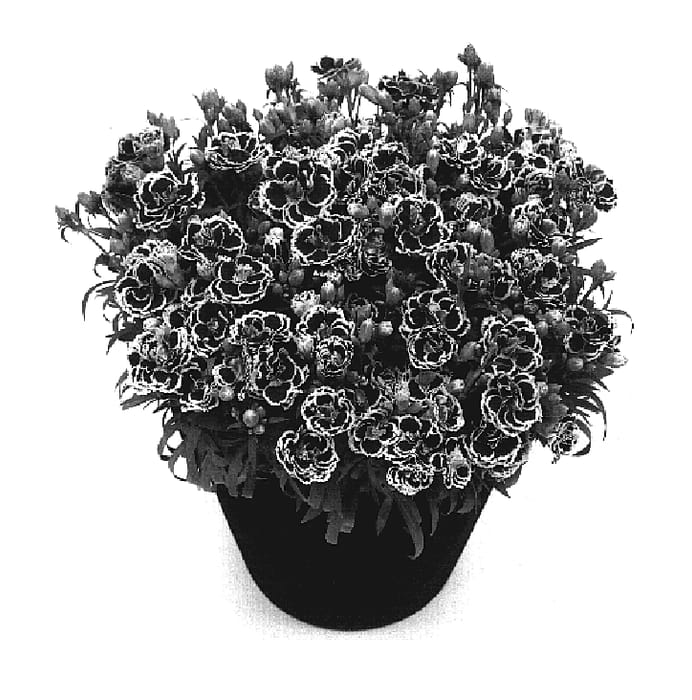 Figure 1 of US plant patent PP19751, the photograph of Kobianca printed in the patent.