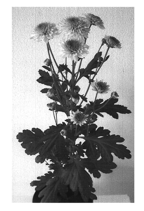 Figure 1 of US plant patent PP19752, the photograph of Deknavona printed in the patent.