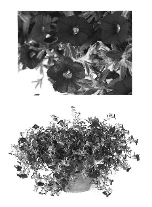 Figure 1 of US plant patent PP19753, the photograph of USCALI411-12 printed in the patent.