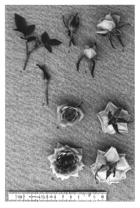 Figure 1 of US plant patent PP19754, the photograph of PACtwenty printed in the patent.