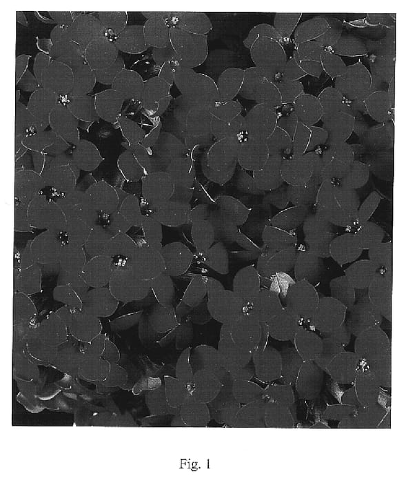 Figure 1 of US plant patent PP19755, the photograph of Forever Midi Red printed in the patent.