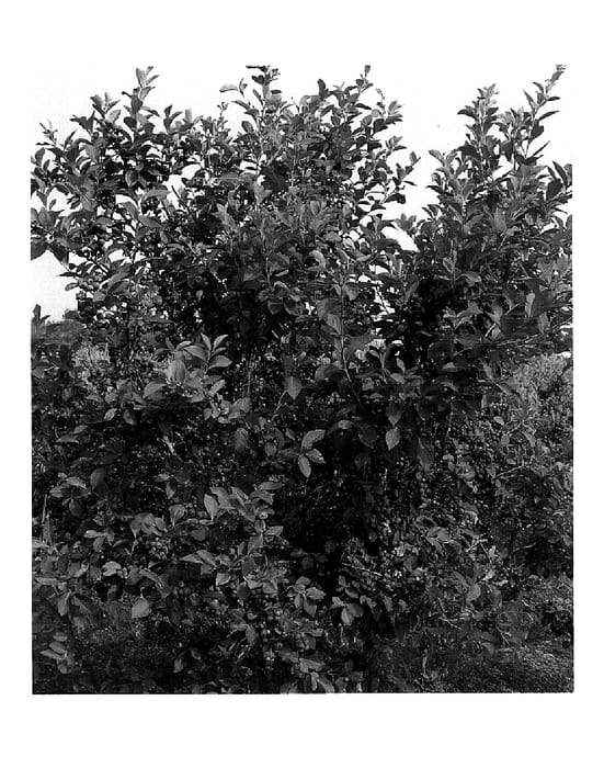 Figure 1 of US plant patent PP19756, the photograph of Robeson printed in the patent.