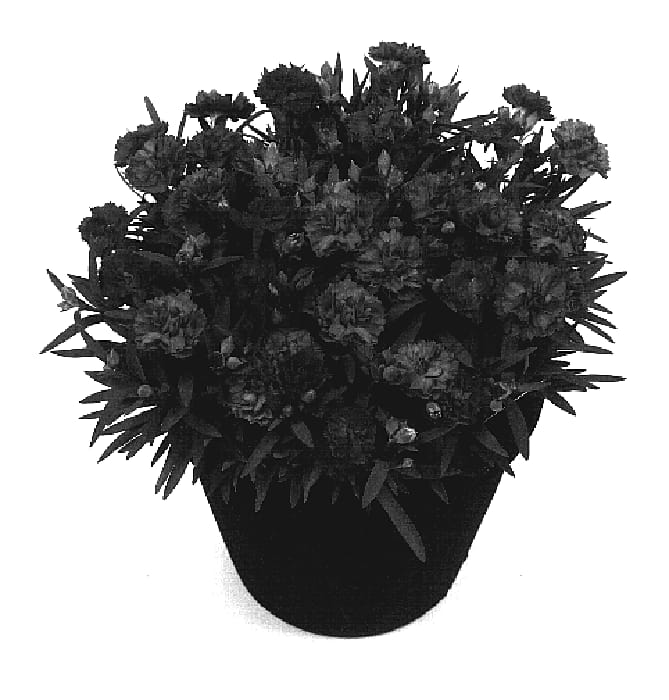Figure 1 of US plant patent PP19757, the photograph of Faganza printed in the patent.