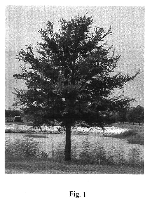 Figure 1 of US plant patent PP19758, the photograph of FBQV22 printed in the patent.
