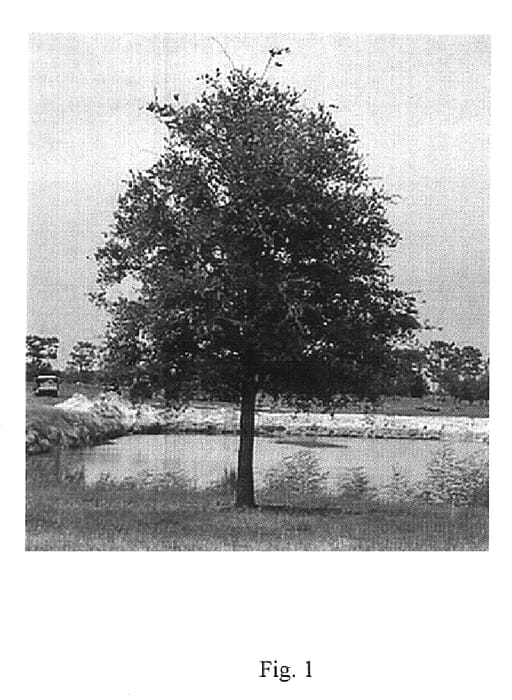 Figure 1 of US plant patent PP19759, the photograph of FBQV1 printed in the patent.