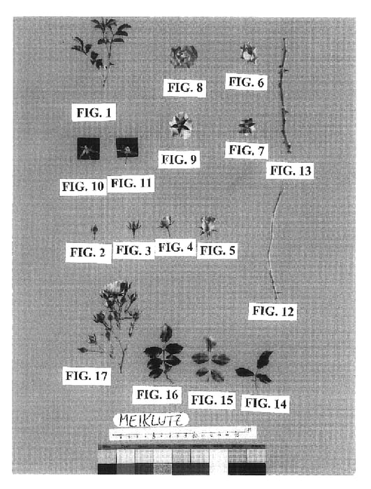 Figure 1 of US plant patent PP19760, the photograph of Meiklutz printed in the patent.