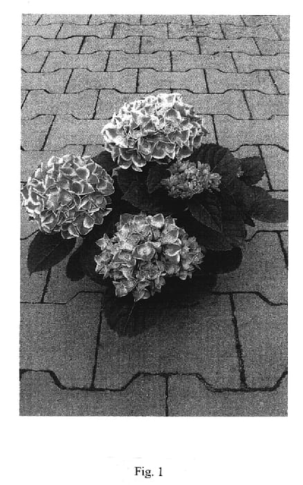Figure 1 of US plant patent PP19761, the photograph of Horpill printed in the patent.